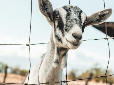 goat fencing gaston county