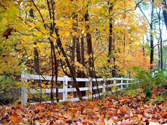 vinyl horse fence